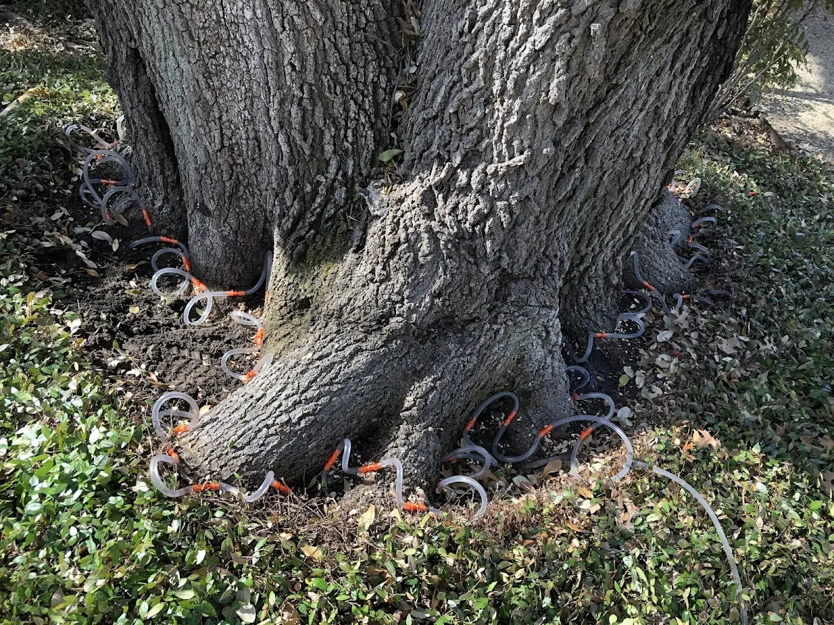 Detailed Shrub and Hedge Trimming job site in Ludlow Falls