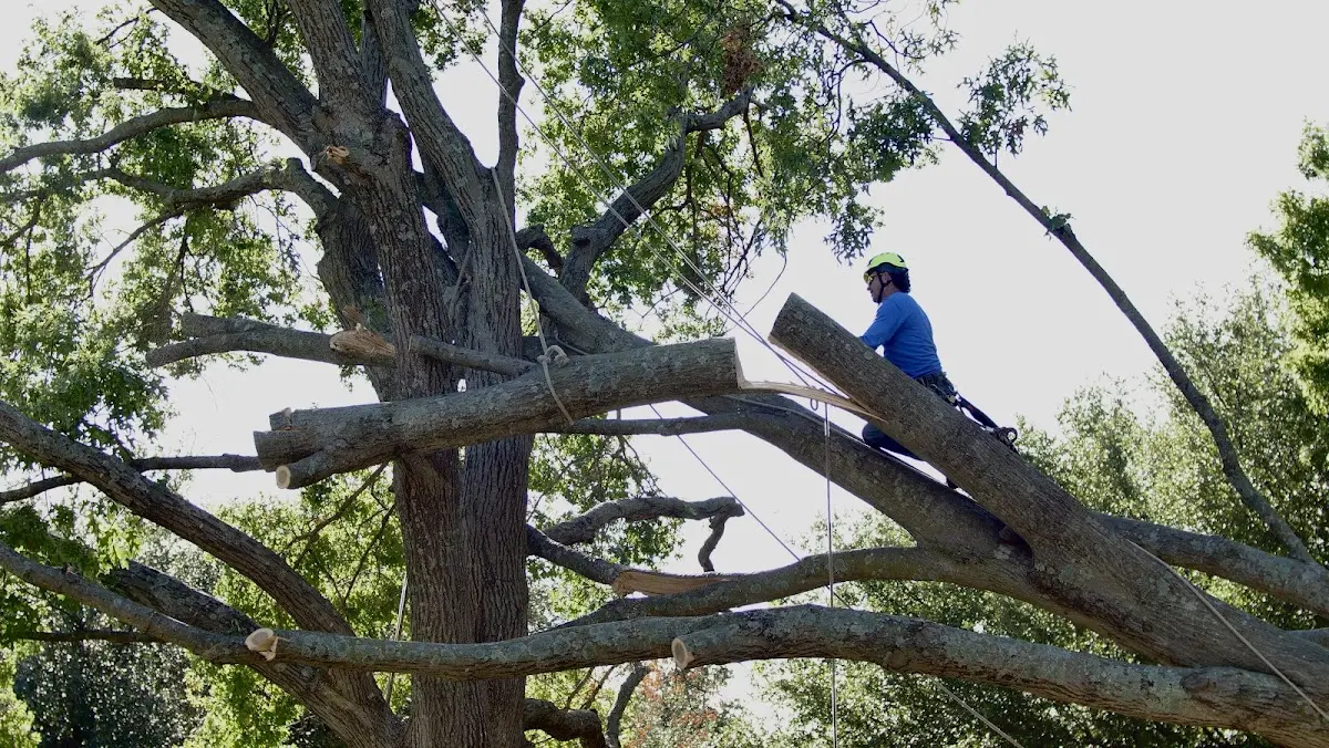 Professional Hazardous Tree Removal performed by certified arborists in Ludlow Falls