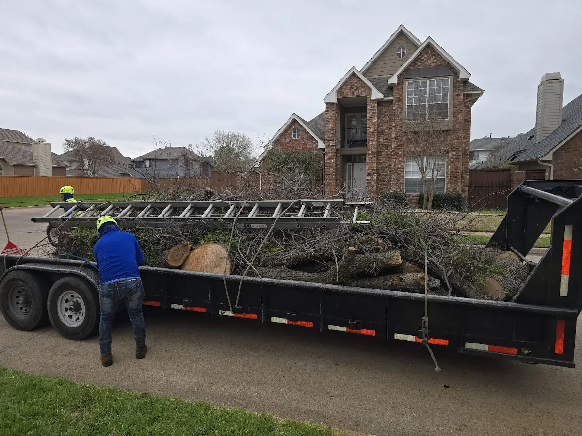Expert Tree Removal with proper safety equipment in Ludlow Falls